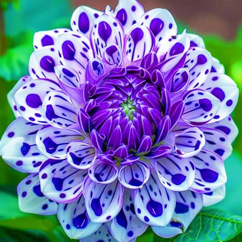 Dahlia Bulbs Dahlia Tubers Wedding Flowers/Hardy Perennial/Garden Flowers-10bulbs-b