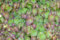 Epimedium x cantabrigiense ca. 9x9 cm Topf - Elfenblume, zarte rosa Blüten, Blütezeit April-Mai, ideal für schattige Beete, pflegeleicht und winterhart
