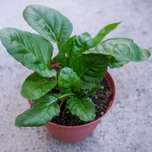 100 pcs spinat samen samen gemüse pflanzen samen winterharte stauden topfpflanzen bio saatgut gewächshaus balkon gemüsesamen salat samen gartenpflanzen pflanzensamen winterharte kübelpflanzen