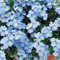 100 pcs Vergiss Mein Nicht Samen - Myosotis Sylvatica - blumenwiese samen mehrjährig, hochbeete für garten Vergissmeinnicht Samen, stauden winterhart mehrjährig Wiesenblumen Samen,