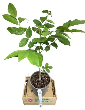 Nogal Natural Árbol para tu Jardín - Plantación Fácil y Natural