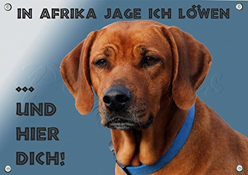 Petsigns Hundeschild Rhodesian Ridgeback - wetterbeständiges Metall Warnschild, DIN A3
