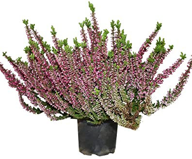 Brezo o Calluna Planta Natural Perfecta para la Decoración Navideña