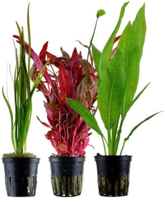 AquaOne Aquarium Pflanzen I 3X Wasserpflanzen I Hintergrund Aquarienpflanzen I Alternanthera Echinodorus Bacopa I Set mit 3 volldurchwurzelten Hintergrundpflanzen