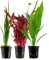 AquaOne Aquarium Pflanzen I 3X Wasserpflanzen I Hintergrund Aquarienpflanzen I Alternanthera Echinodorus Bacopa I Set mit 3 volldurchwurzelten Hintergrundpflanzen