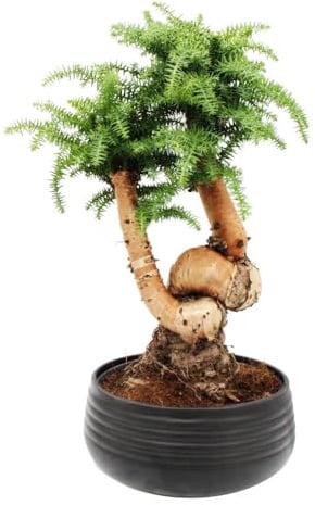Zimmerbonsai Araucaria cunninghamii Zimmertanne 26cm Schale Schwarz Keramik