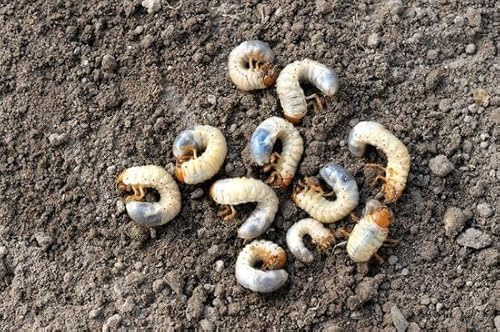 Ferrarium-Nematoden gegen Engerlinge - für 25m² Boden