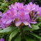Rhododendron Ponticum 40-60 cm Topf - Pflegehinweise, Blütenpracht und Standortwahl für Ihren Garten