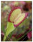 Dionaea muscipula Seiter Klon rote Linie aussen - Venusfliegenfalle - 3 Samen