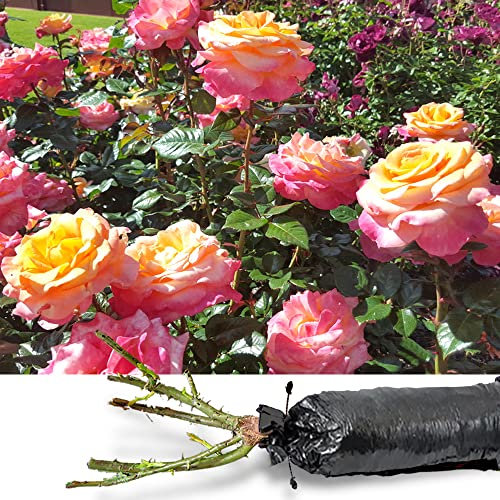 1 Fragrant Rosa Hybrid Tea Peace Rose Creamy Pink Flower Bare Rooted Bush Plant -Brighten Garden Outdoor Landscape Shrub Border Walkway Vertical Hedge