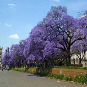 Blue Jacaranda Tree Seeds (Jacaranda mimosifolia) 120 + Seeds:Seeds Only
