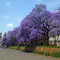 Blue Jacaranda Tree Seeds (Jacaranda mimosifolia) 120 + Seeds:Seeds Only