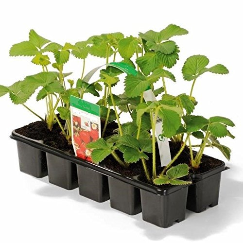 Erdbeere Sorte Honeoye, Erdbeerpflanze, frühe Reifezeit, aromatisch u. hoher Ertrag, im 10er Tray
