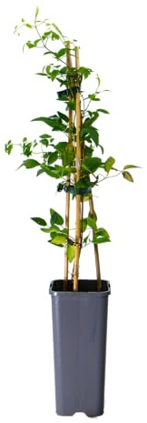 mgc24 Kletterpflanze Clematis viticella Italienische Waldrebe im 2l-Container 3 Pflanzen