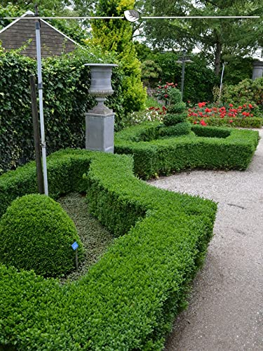 Buchsbaum 50-60 cm im Topf. Angebot: 75 immergrüne Buxus Pflanzen. Buchsbaum Hecke
