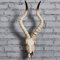 Pleayietoopiatiey Resin Long Horned RAM Decor Skull Wall Mount Skull Decor for Home Office C 56.5x21.5x13 cm, Type C