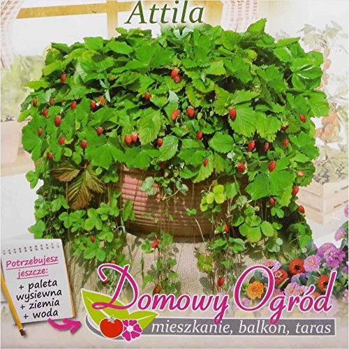 Portal Cool Paquete de semillas: Alpine fresa (Fragaria vesca Attila) 150 Seeds (# 1831)