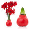 Amaryllis in Wachs Double Crimson - (1 Stück) Rot Wax Amaryllis Zwiebel in Großformat 30/32 - Exklusive Mischung von echte Pflanzen aus Holland - Hippeastrum (keine Samen - nicht künstlich)