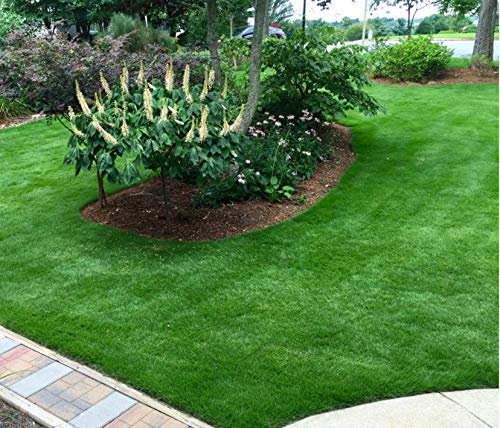 Portal Cool 1000 Semi Sod Giapponesi (Zoysia Japonica) T11 Zoysia Erba Seeds Semillas