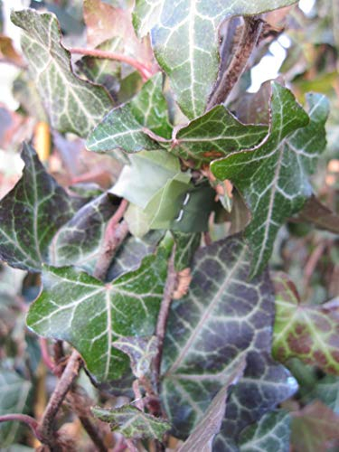 Hedera helix - gewöhnlicher Efeu 60-100