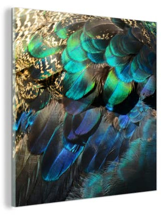 Glasbild Glasfoto Wandbild Bilder Deko 50x50 cm Federn - Pfauenfedern - Pfau - Blau - Kunst