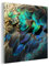 Glasbild Glasfoto Wandbild Bilder Deko 50x50 cm Federn - Pfauenfedern - Pfau - Blau - Kunst