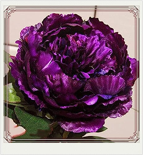 Peony Bulbs-Peony Bulbs for Planting Now UK,Wedding Flowers,Plant Bulbs,Hardy Perennial,Garden Flowers-1bulbs-b