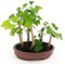 POWERS TO FLOWERS - GINGO BILOBA BONSAI A 5 PIANTE, Pianta vera