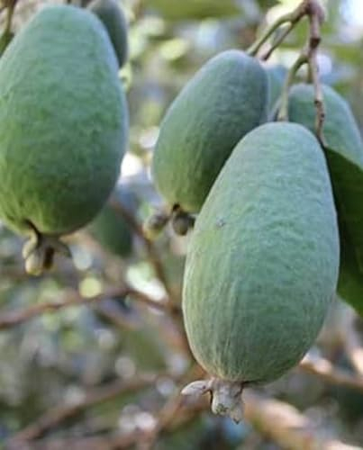 Plante Feijoa 'Mammoth' à Fruit Géant en pot Ø 19 cm h. 100 cm