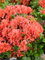 Rhododendron obt. 'Geisha orange' 25-30 cm - Azalee, orange Blüten, Blütezeit April-Mai, ideal für Kübel und Beete, winterhart und pflegeleicht