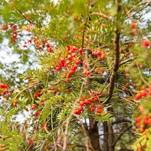 eibe heckenpflanze, indoor eibesamen, taxus baccata, topfpflanzen winterharte kübelpflanzen balkon, deko wohnzimmer 125pcs