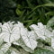 250 pcs alocasia pflanze samen - gewächshaus balkon kübelpflanzen winterhart mehrjährig,Caladium bicolor, deko wohnzimmer modern indoor kräutergarten topfpflanzen draußen winterhart