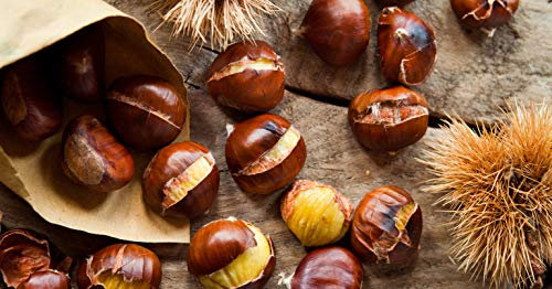 3st. Marone 80-120cm ohne Wurzel gemessen Esskastanie Castanea sativa Maronen Wurzelware