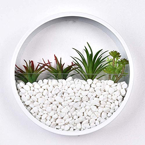 Ecosides Wall Planter Round Metal Glass,Wall Vase Wall Terrarium Wall Flower Pot Air Plant Holder Succulent Vertical Container,Indoor Decor for Living Room,Kitchen,Balcony,Stair (White, 20cm/8 inch)