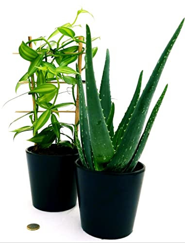 POWERS TO FLOWERS - ORCHIDEA VANIGLIA XL e ALOE VERA Pianta Vera