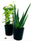 POWERS TO FLOWERS - ORCHIDEA VANIGLIA XL e ALOE VERA Pianta Vera