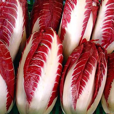 Aachondra 15pcs rojo Radicchio semillas de hortalizas