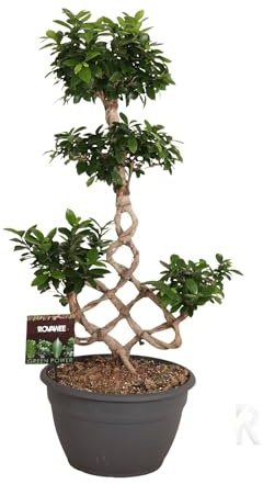 Fresh Plants Zimmerpflanzen -Ficus microcarpa - Chinesischer Banyan XXL - Topf Ø 35 cm - Höhe ca. 100 cm