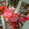 100 pcs eukalyptus samen winterhart, garten geschenk, balkon beet eukalyptus baum - Eucalyptus robusta - gartensamen, topfpflanzen für draußen geschenk garten, kübelpflanzen pflanzen