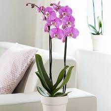 Sendabunch Black Cherry Phalaenopsis Orchid, Twin Spiked Live Moth Orchid | Elegant Indoor Flowering with Belgian Chocolates