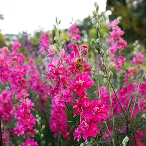 Larkspur Limelight Rose - Delphinium consolida 30 Seeds