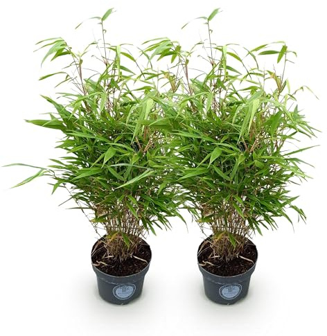 Green boutiQ - Gräser - Fargesia Rufa - Bambus - Nicht Ausbreitend - Grün - 2 Pflanzen - Topf 23 cm - Höhe 80 cm