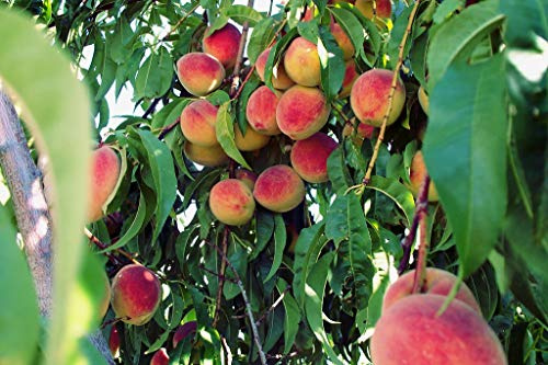 Elberta Peach Tree - Self Pollinating - Live Fruit Plant Shipped 3 Feet Tall by DAS Farms