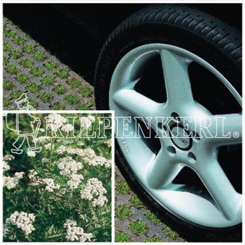 Kiepenkerl RSM 5.1.1 Rasensaat | 10kg Parkplatzrasen mit 2 % Achillea