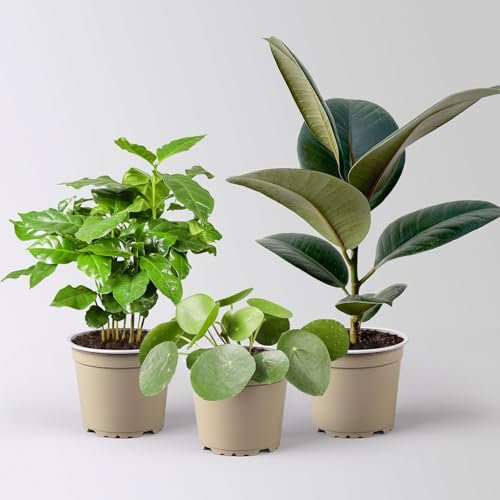 Grünpflanzen-Set Grüner Glanz, Topf-Ø 12 cm, 3 Pflanzen