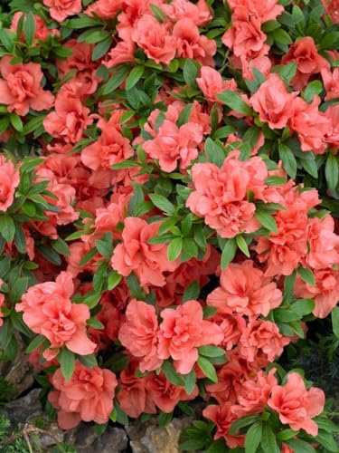 Rhododendron obtusum 'Cherie' 15-20 cm - Azalee, rosa Blüten, Blütezeit April-Mai, ideal für Kübel und Rabatten, winterhart und pflegeleicht