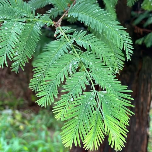 200 Pc Semillas De Bonsái De Secuoya Primitiva - Plantas De Interior Semillas Reales Semillas De Secuoya Primitiva, Plantas Balcón, Decoración Salón Plantas Exóticas Resistentes Las