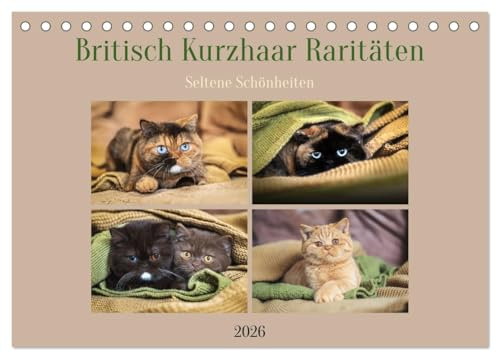 Britisch Kurzhaar Raritäten - seltene Schönheiten (Tischkalender 2026 DIN A5 quer), CALVENDO Monatskalender: Exklusive BKH Katzen in seltenen Farben mit besonderen Augen (CALVENDO Tiere)