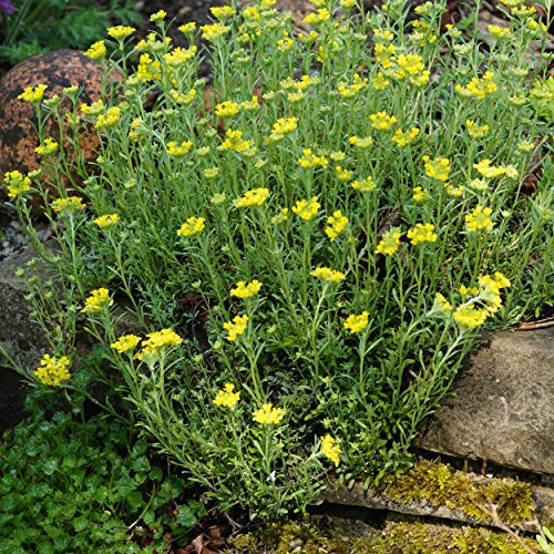 Blumixx Stauden Alyssum montanum 'Berggold' - Steinkraut goldgelb