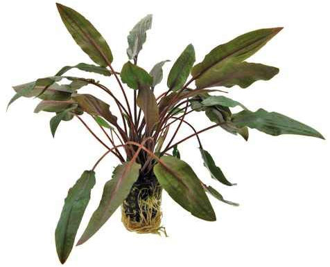 Cryptocoryne Art Aquarium-Pflanze, Braun, 1 Strauß